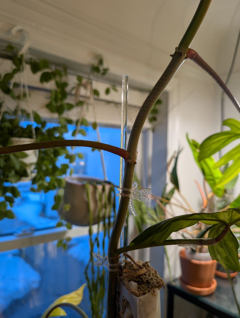 Super Clear Plant Stake