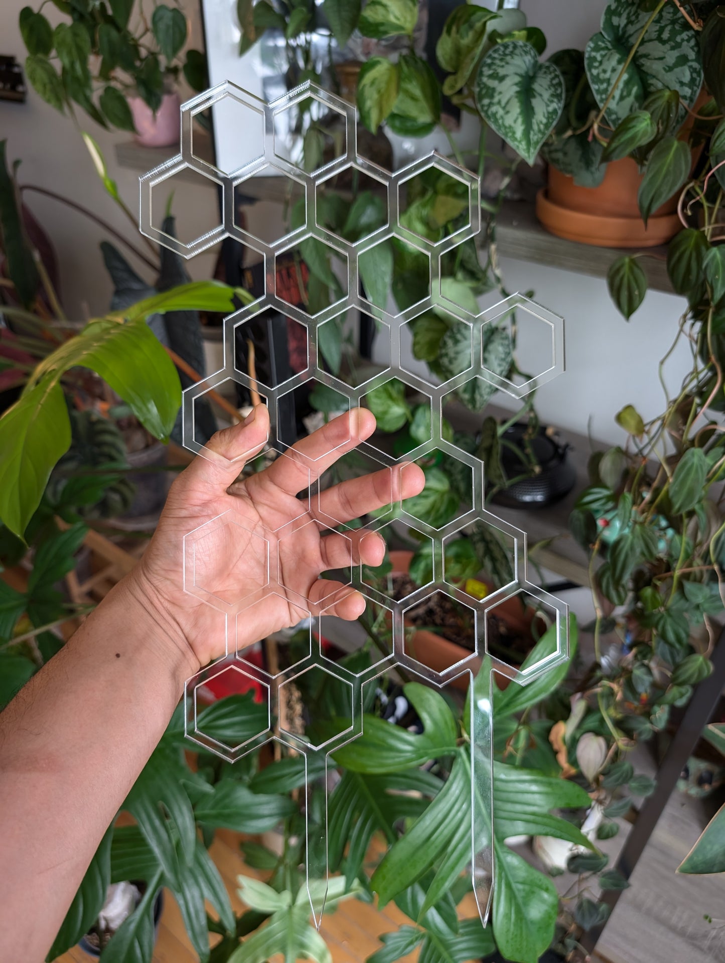 Close-up of healthy houseplant leaves
