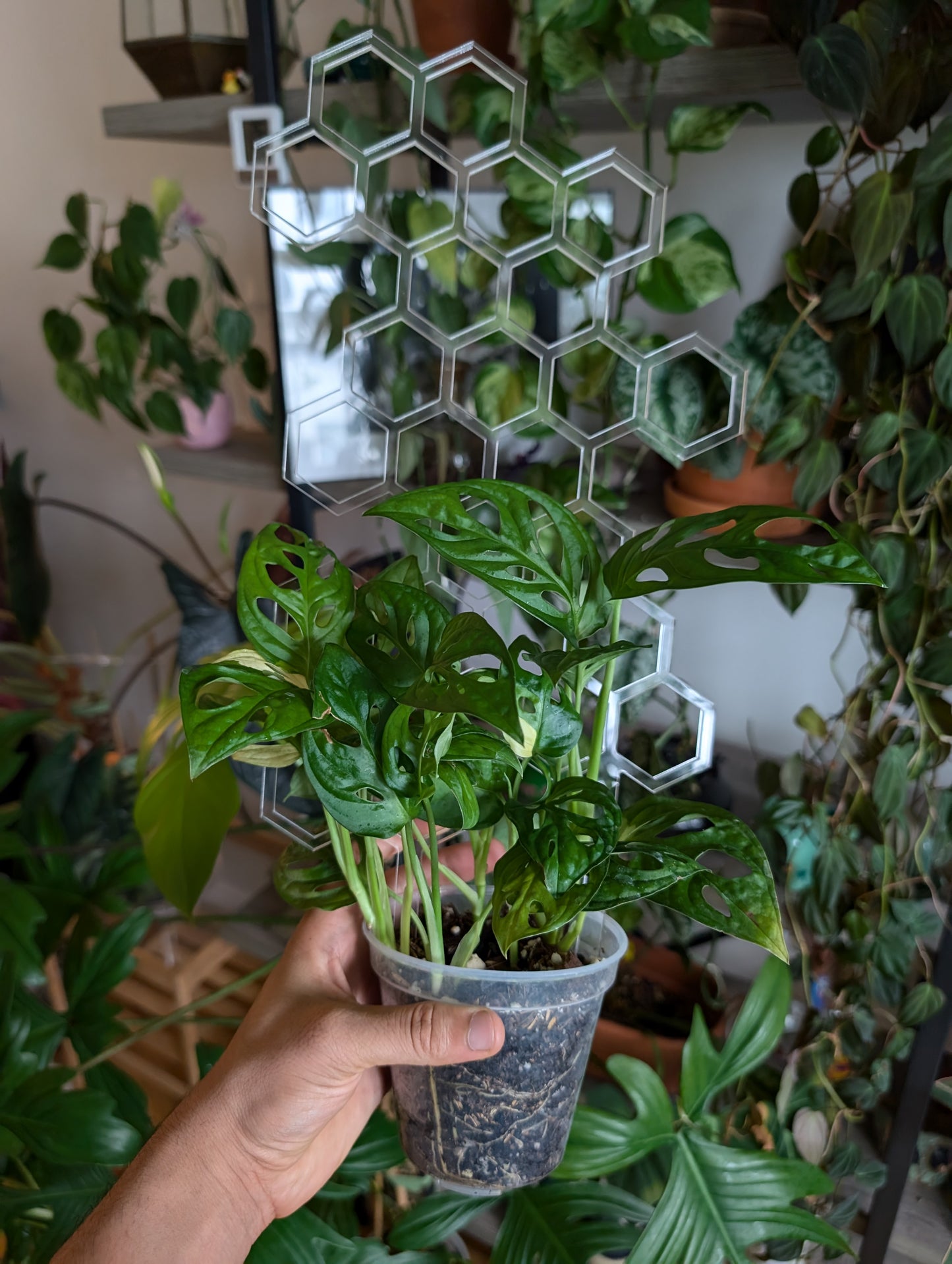Indoor plant in white minimalist pot