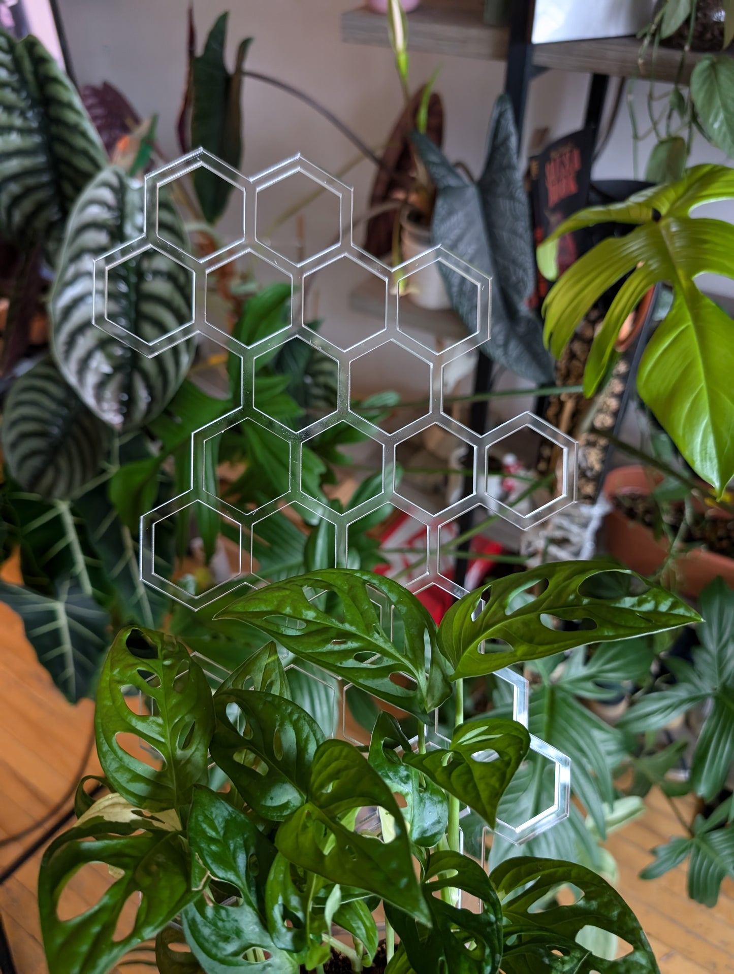 Small leafy plant on wooden table