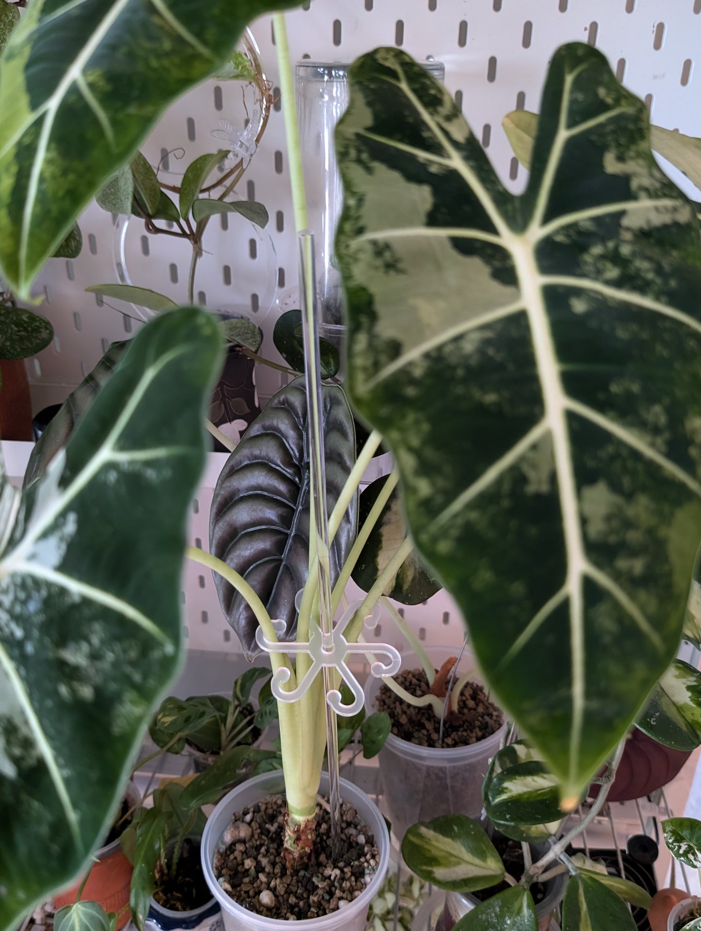 Close-up of plant with fresh foliage