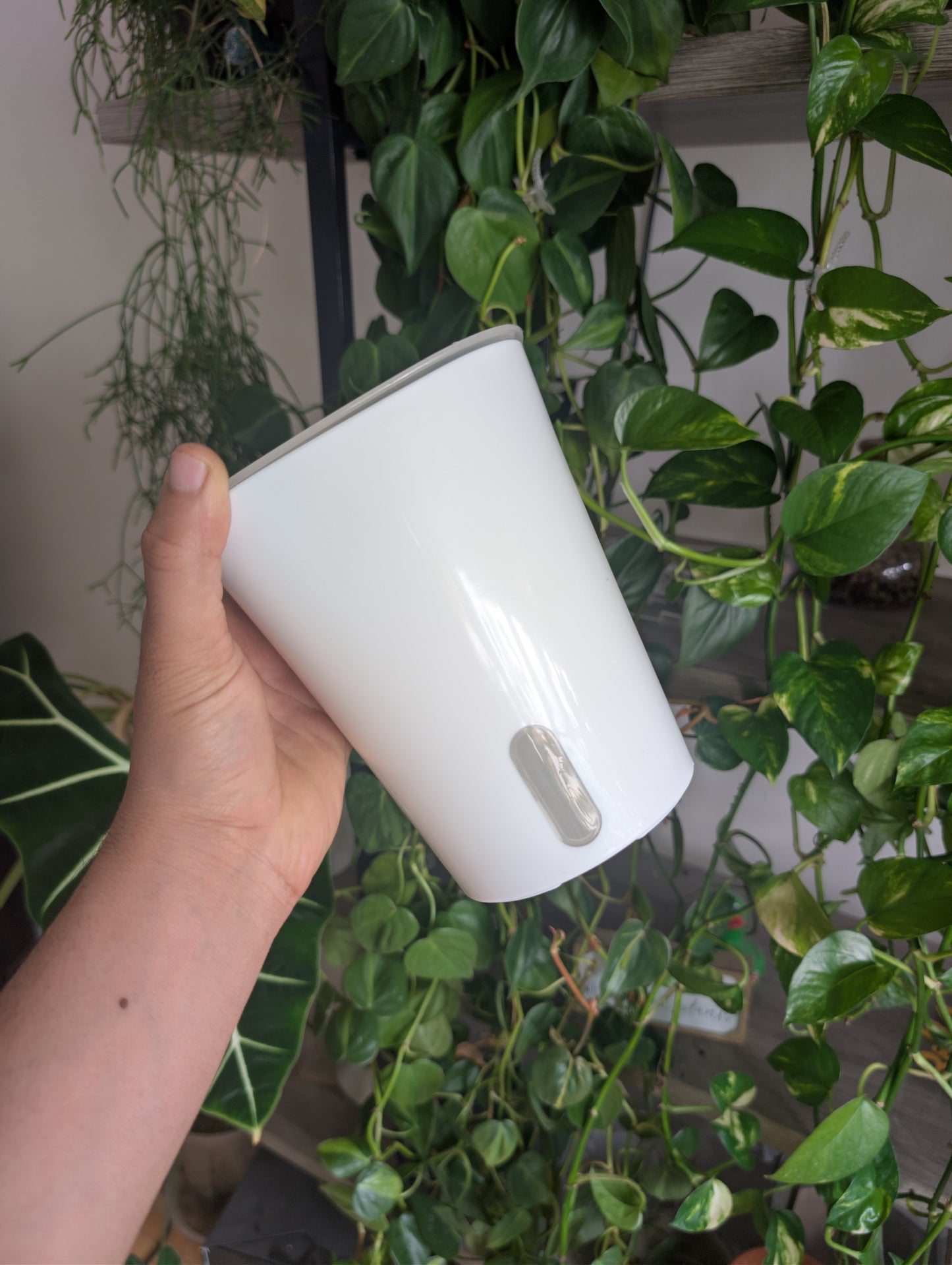 12.5 CM clear pot with water level indicator