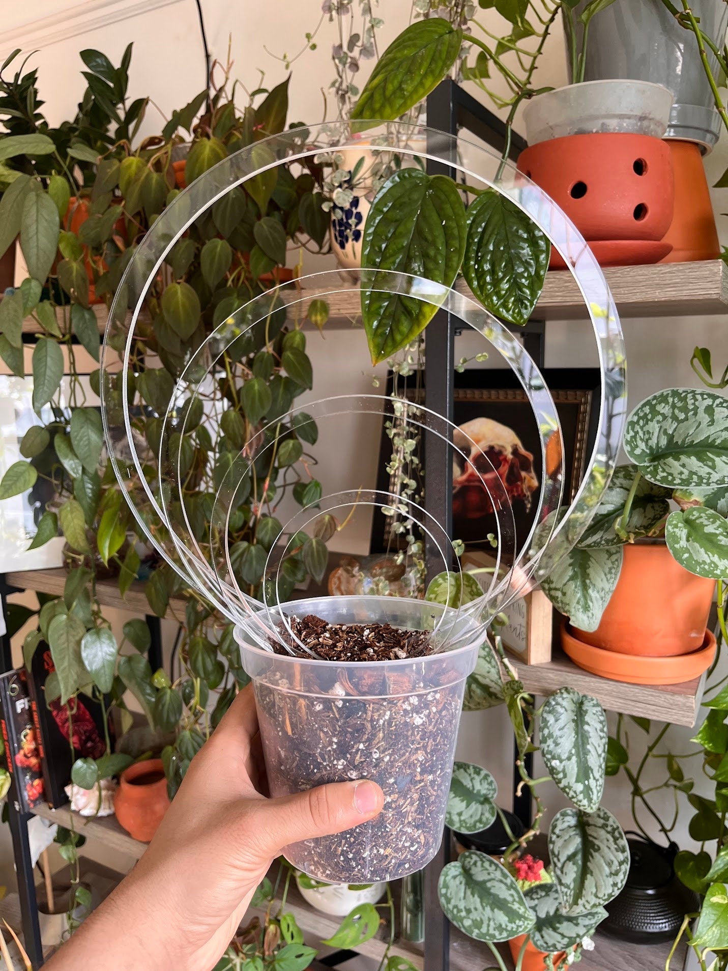 trellis for hoya plant Super Clear Circle Trellis for Hoya – Buy Now – Houseplant Essentials