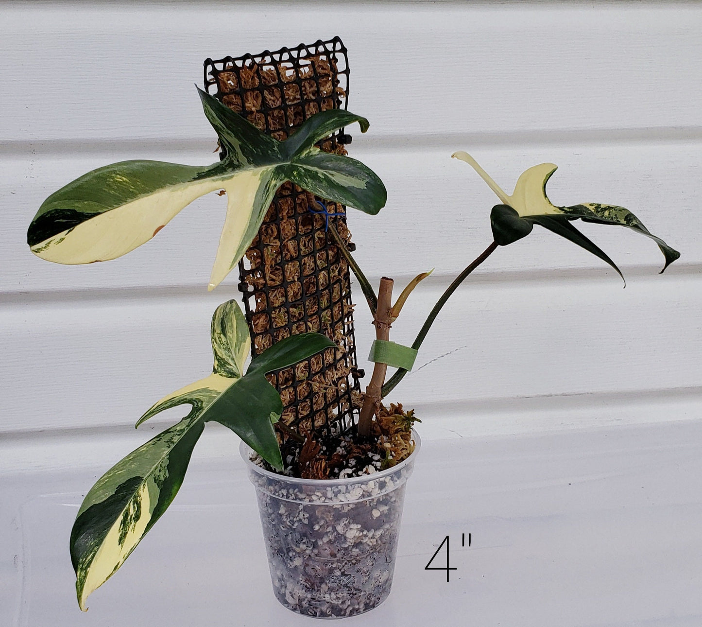 Clear Plastic Plant Pots five pack for ,Houseplants, Aroids, Hoyas, Monstera, Multiple Sizes