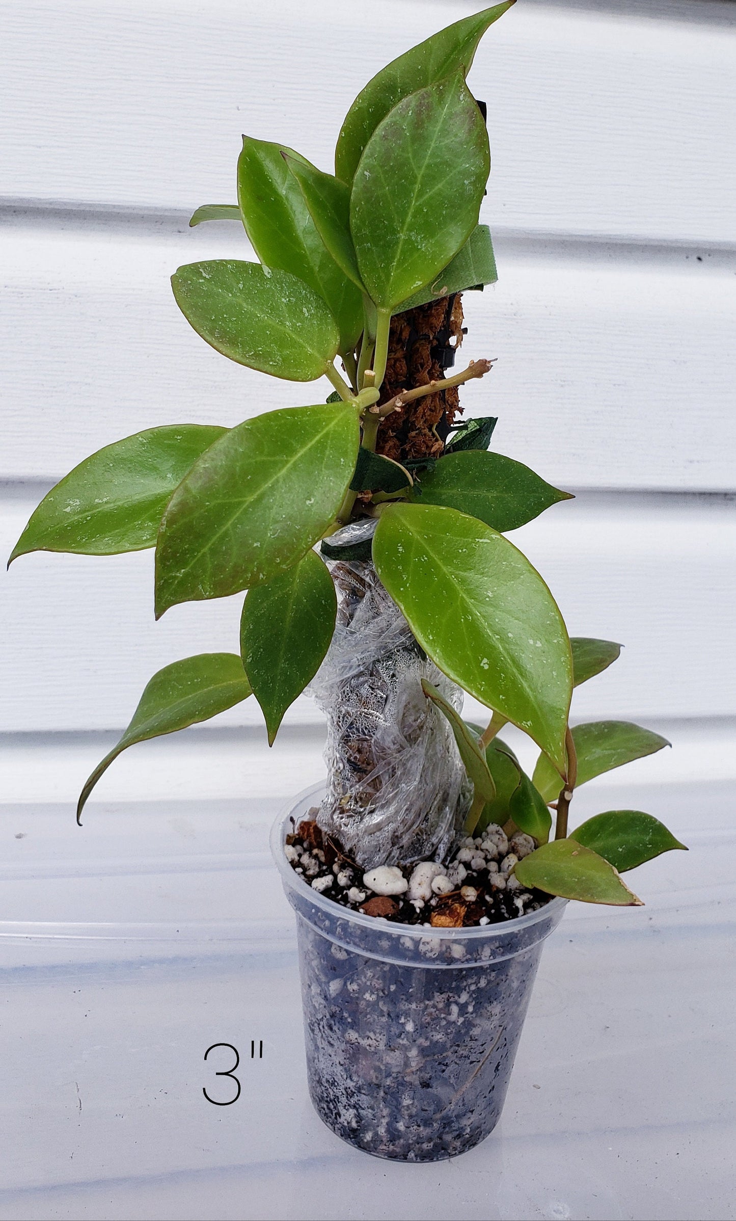 Clear Plastic Plant Pots five pack for ,Houseplants, Aroids, Hoyas, Monstera, Multiple Sizes