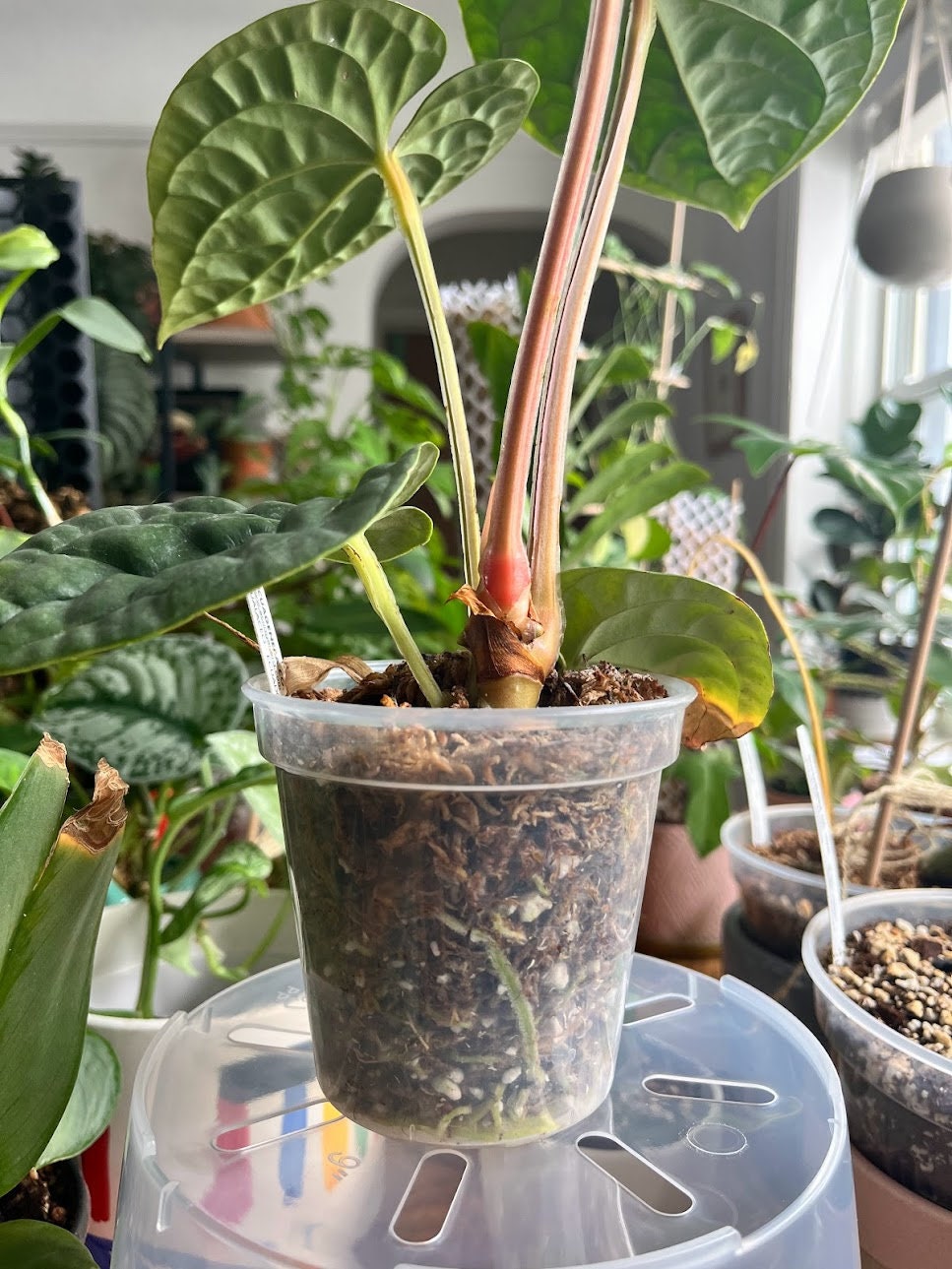 Clear Plastic Plant Pots five pack for ,Houseplants, Aroids, Hoyas, Monstera, Multiple Sizes