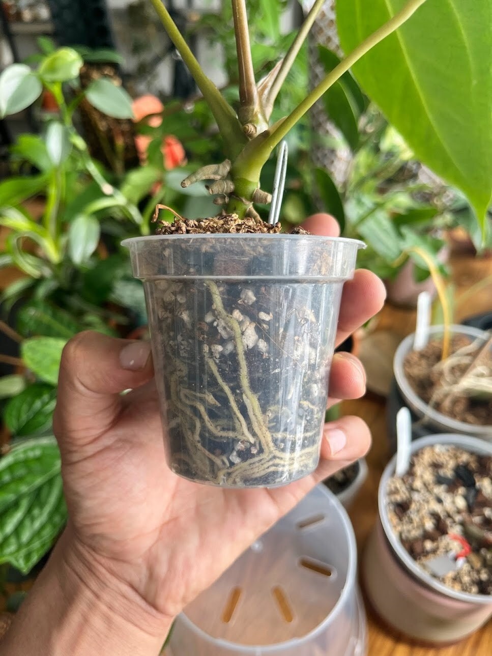Clear Plastic Plant Pots five pack for ,Houseplants, Aroids, Hoyas, Monstera, Multiple Sizes