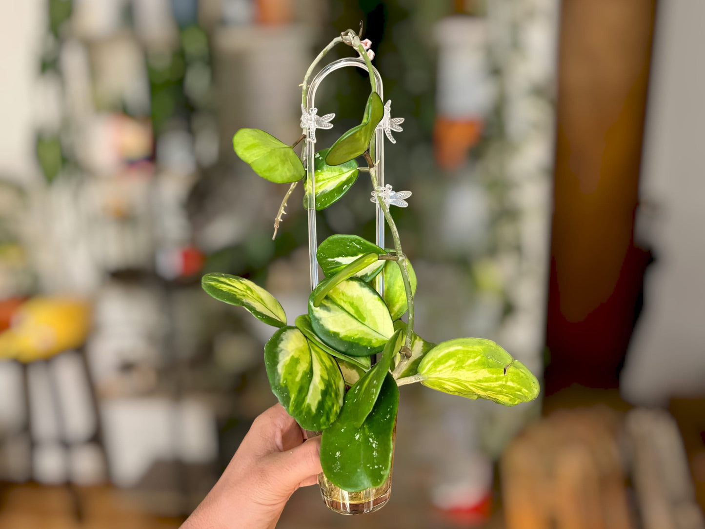 U- Shaped Clear Trellis , Hoya Trellis, Indoor Plant Trellis, Houseplant Trellis, Plant Gift, Plant Support and Growth
