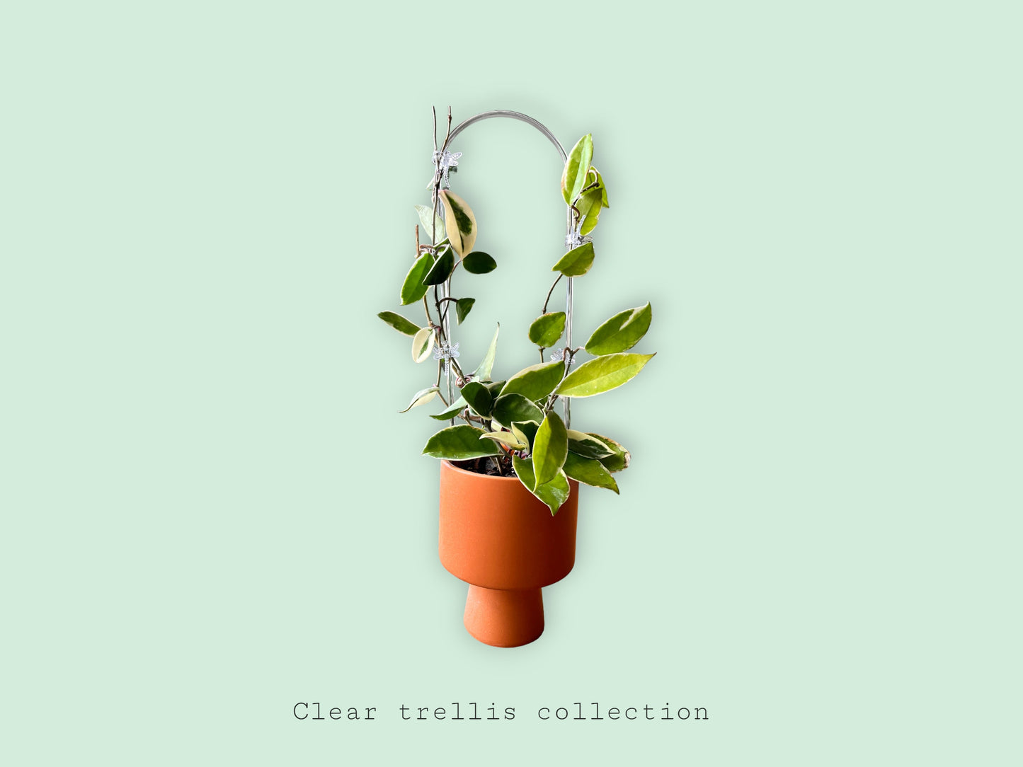 U- Shaped Clear Trellis , Hoya Trellis, Indoor Plant Trellis, Houseplant Trellis, Plant Gift, Plant Support and Growth