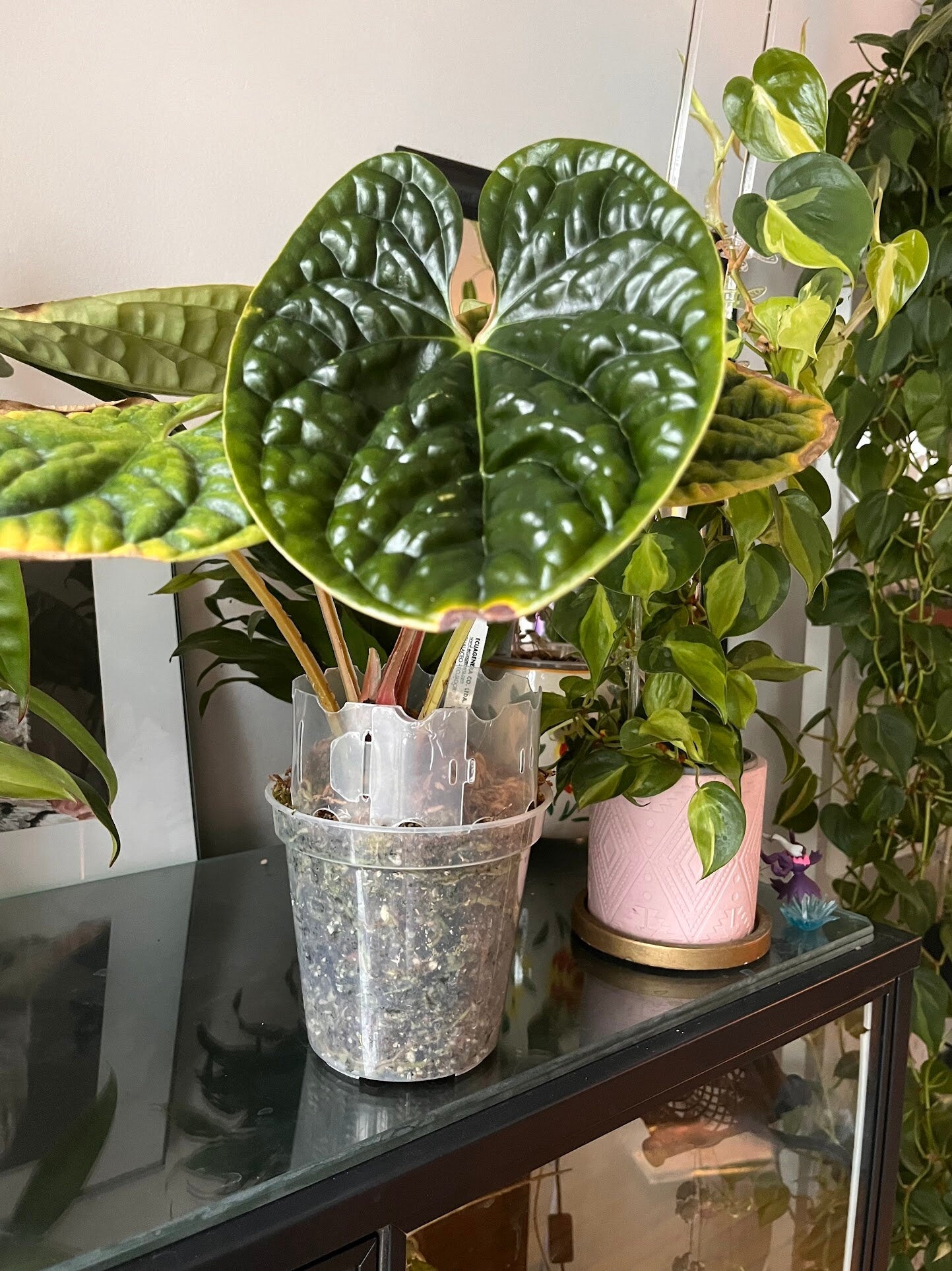 Plant Pot Extender - Clear, Durable Extension for Maximizing Your Pot's Size 4 Pack