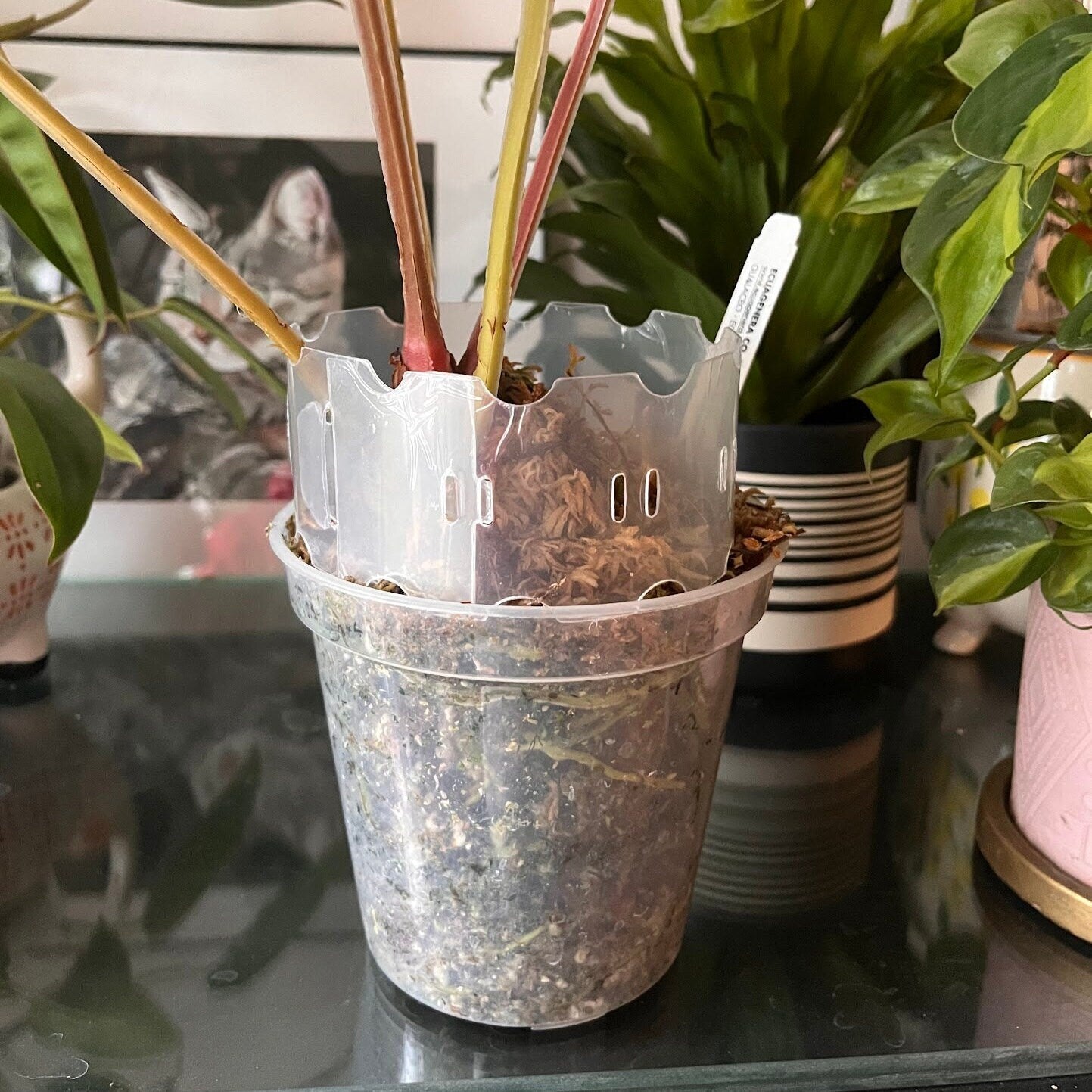 Plant Pot Extender - Clear, Durable Extension for Maximizing Your Pot's Size 4 Pack
