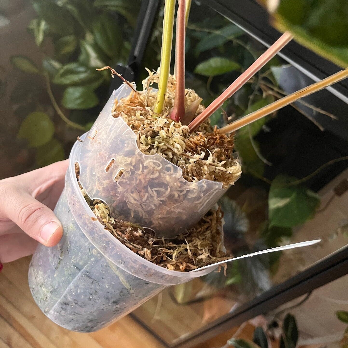 Plant Pot Extender - Clear, Durable Extension for Maximizing Your Pot's Size 4 Pack