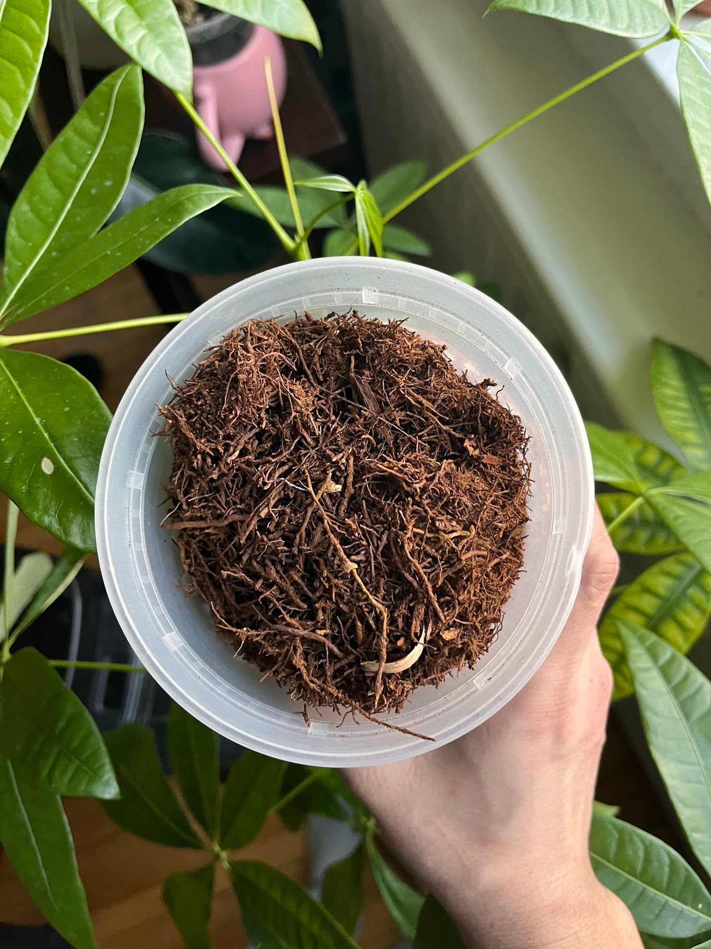 Tree Fern Fiber Premium New Zealand Fernfood Potting Media, Amendment, Great for hoyas, anthuriums , philodendrons, monstera, houseplants.