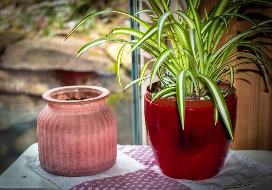 Top 10 Must-Have Plant Pot Accessories for Healthy Indoor Plants ?