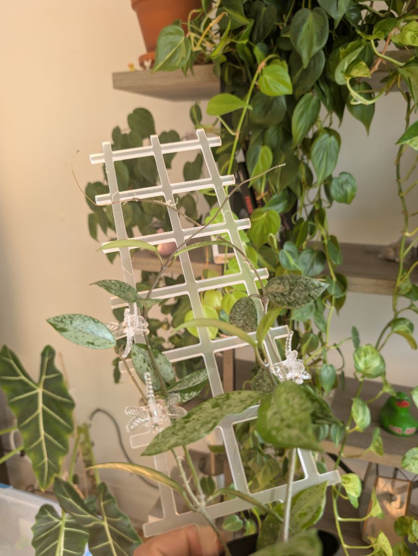 Super Clear Ladder Style trellis