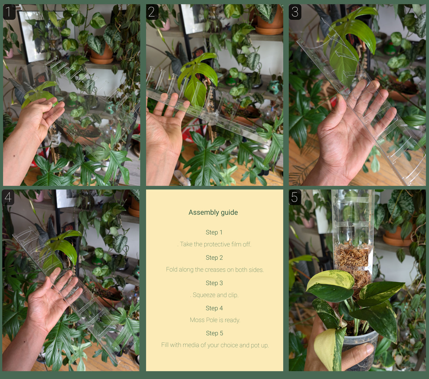 Houseplant starter kit bundle
