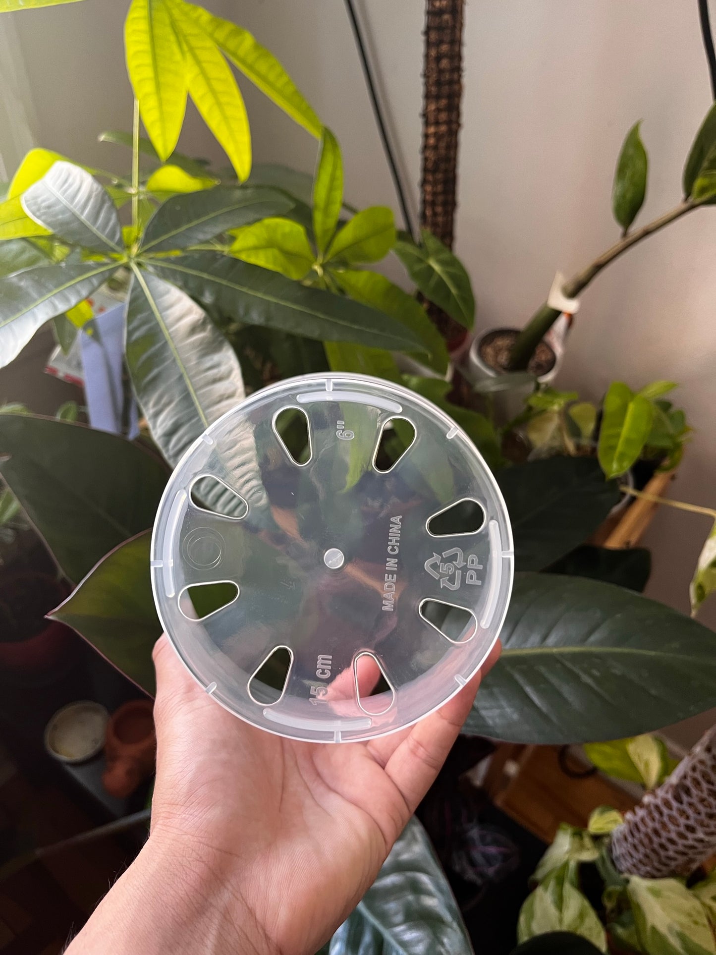 Clear Plastic Plant Pots Singles 3-6 Inches