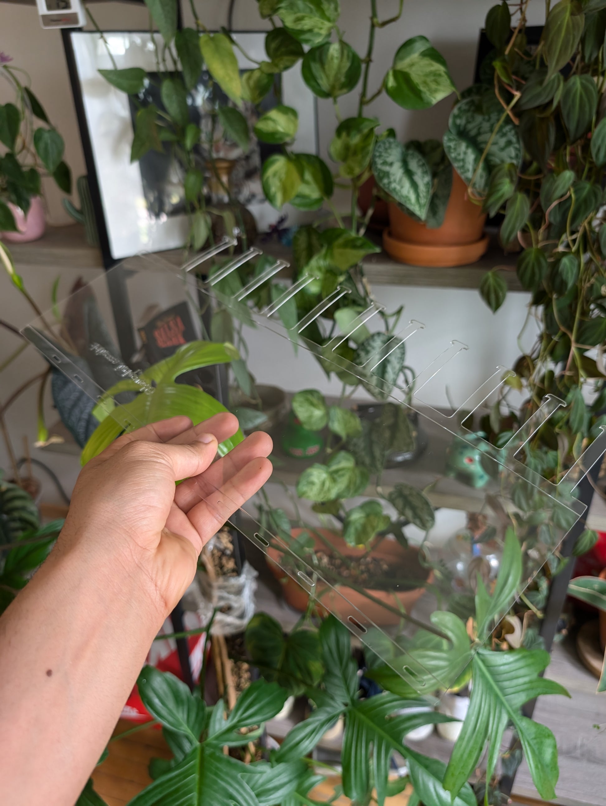 Potted plant with healthy leaves