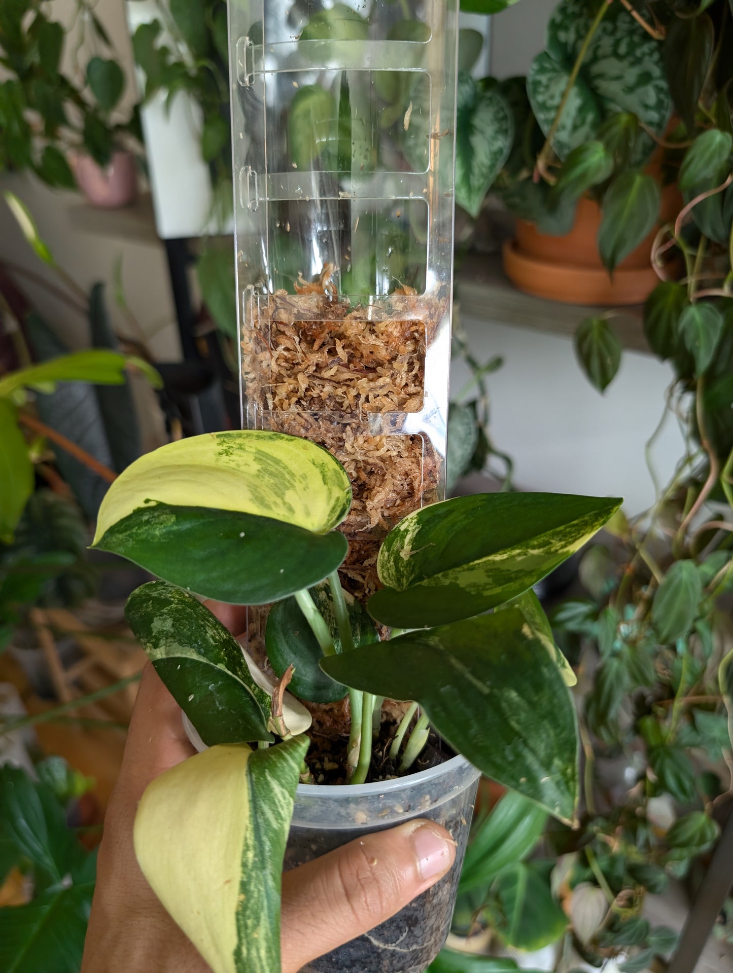 Leafy green plant in ceramic pot