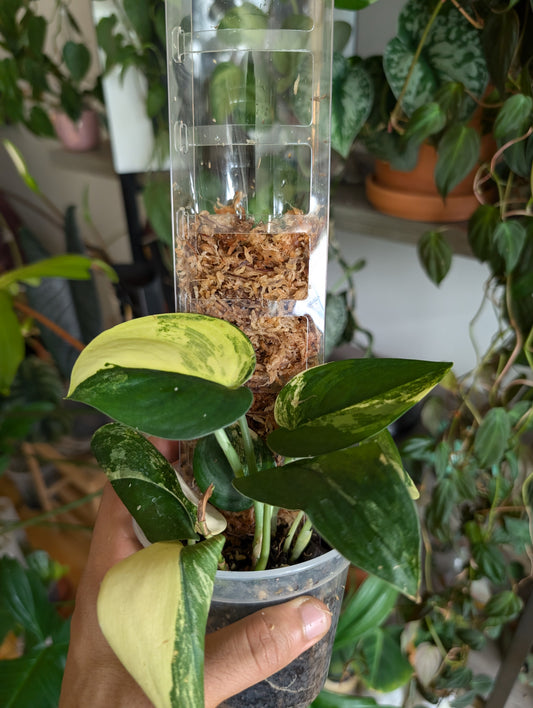 Leafy green plant in ceramic pot