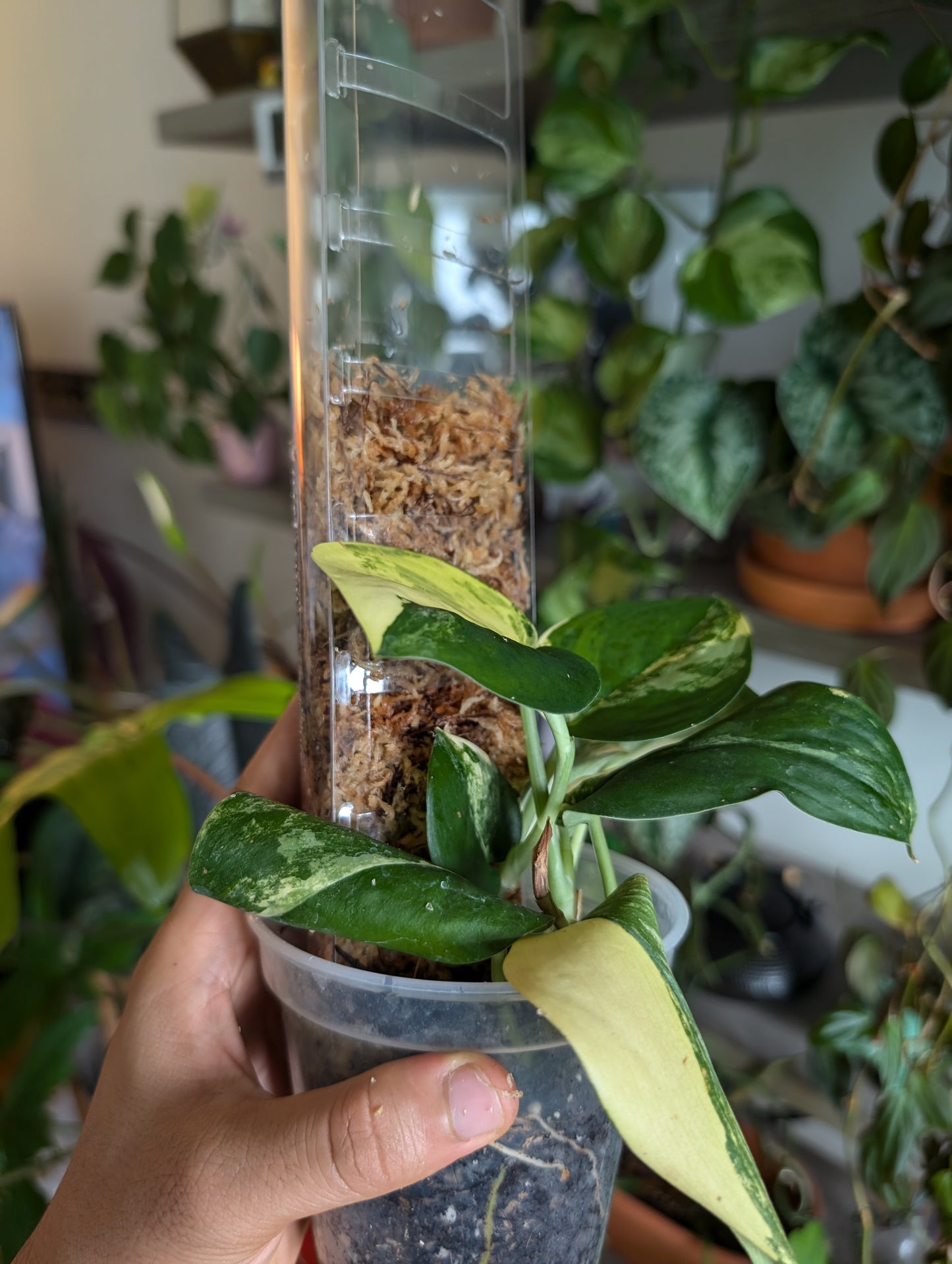 Front Open Super Clear Moss Pole D shaped Stackable