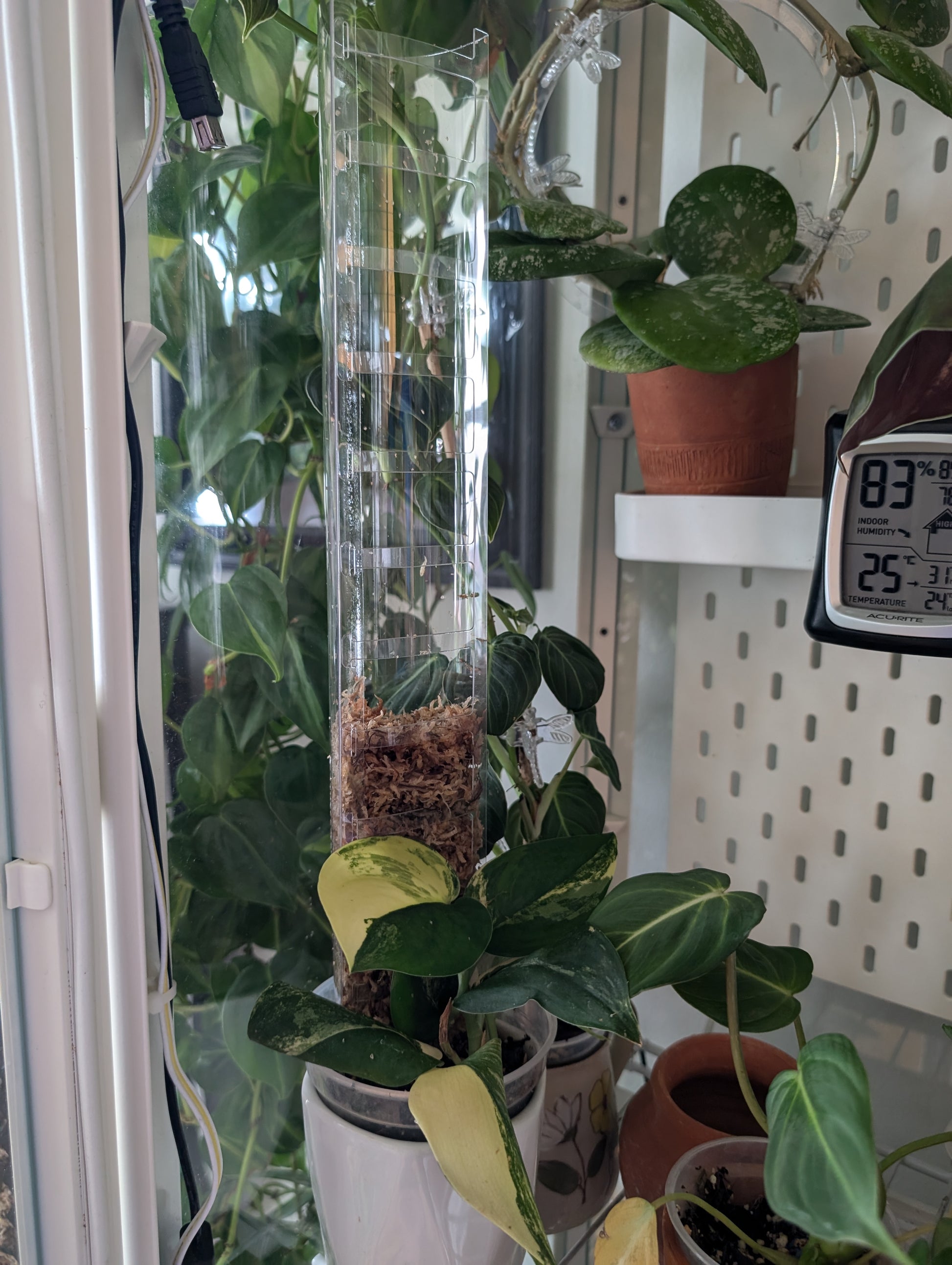 d moss pole Shop Front Open Super Clear D-Shaped Moss Pole Online – Houseplant Essentials