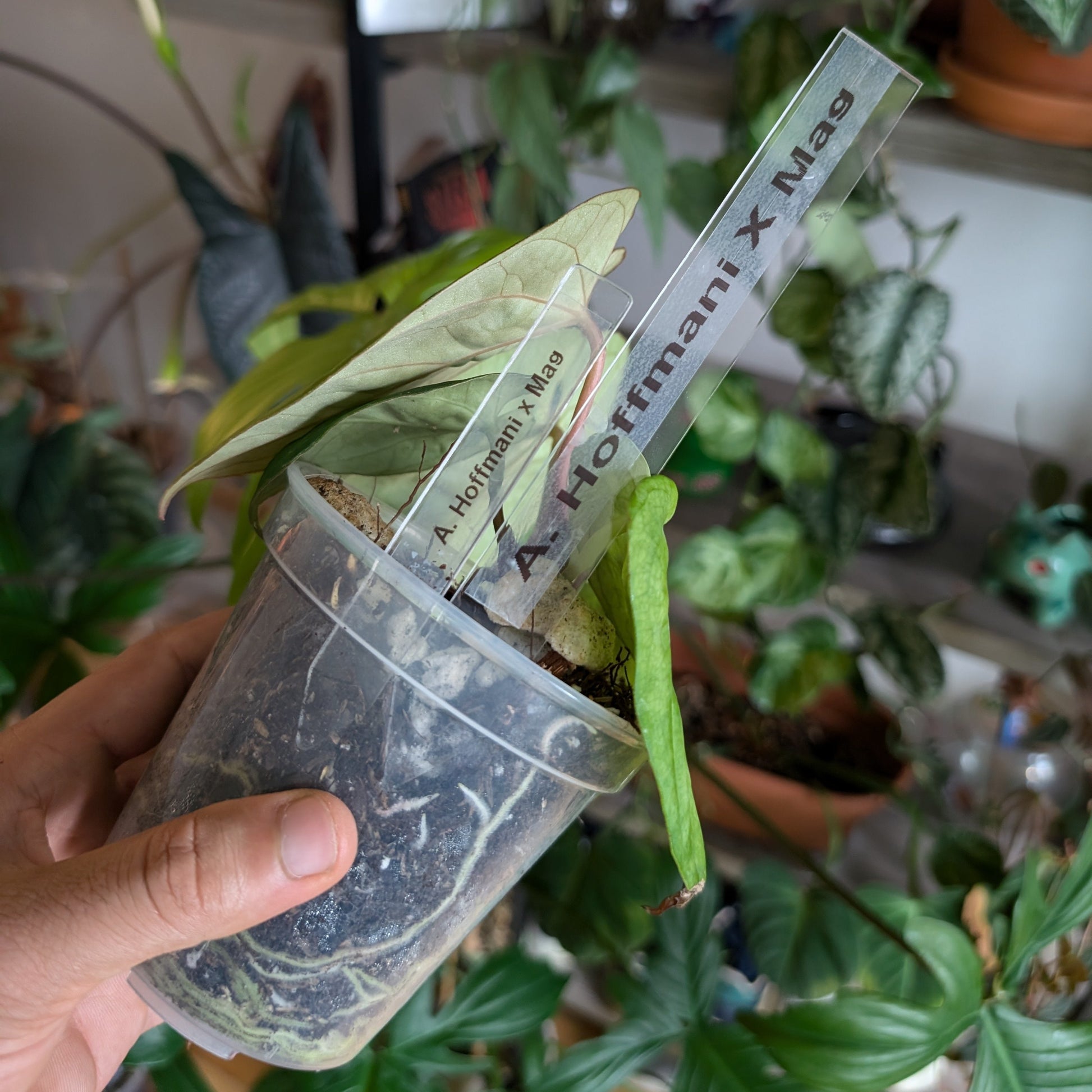 house plant labels Buy Clear Plant Tags for Houseplants & Gardening – Houseplant Essentials
