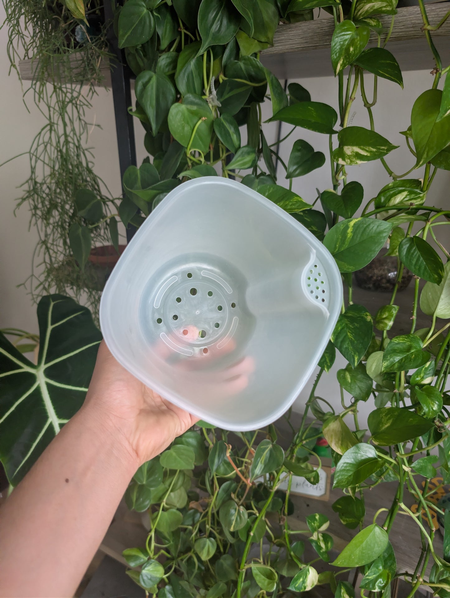 15cm clear pot insert