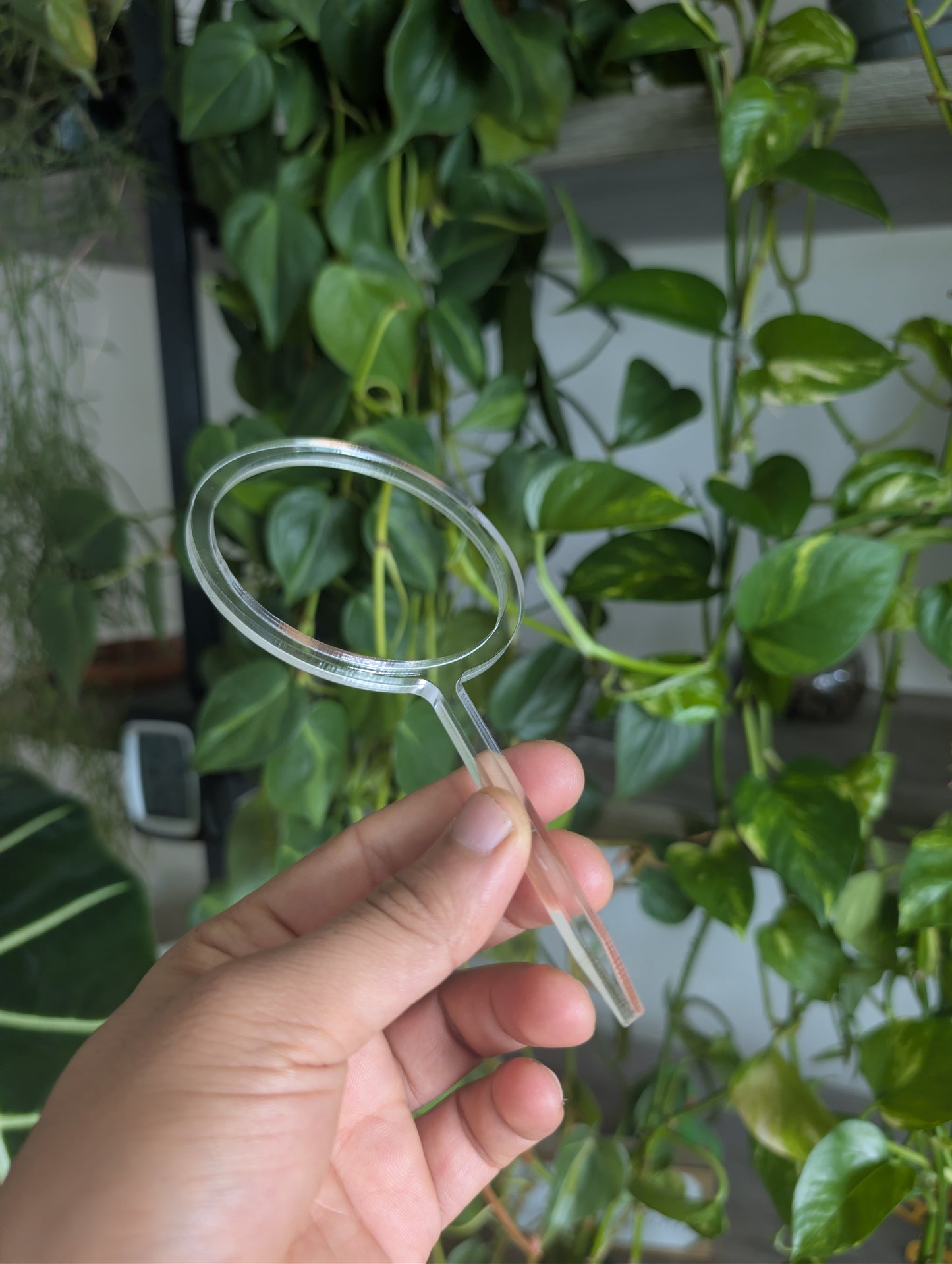 Starter Clear trellis for hoyas
