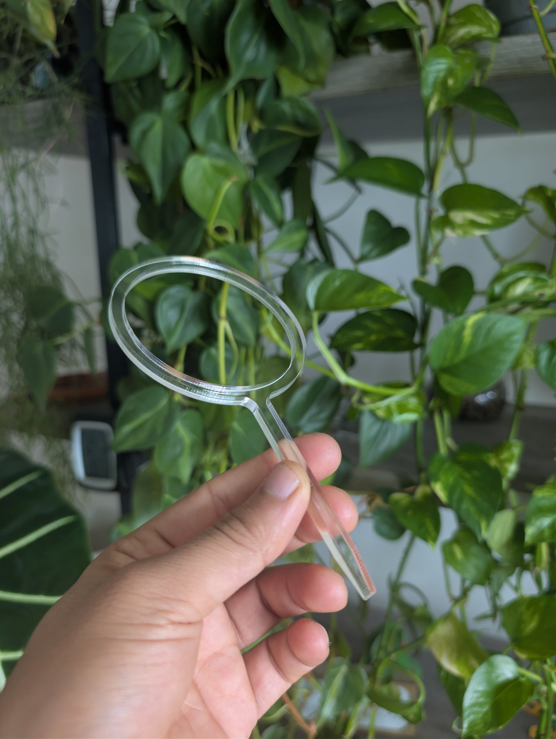 Starter Clear trellis for hoyas