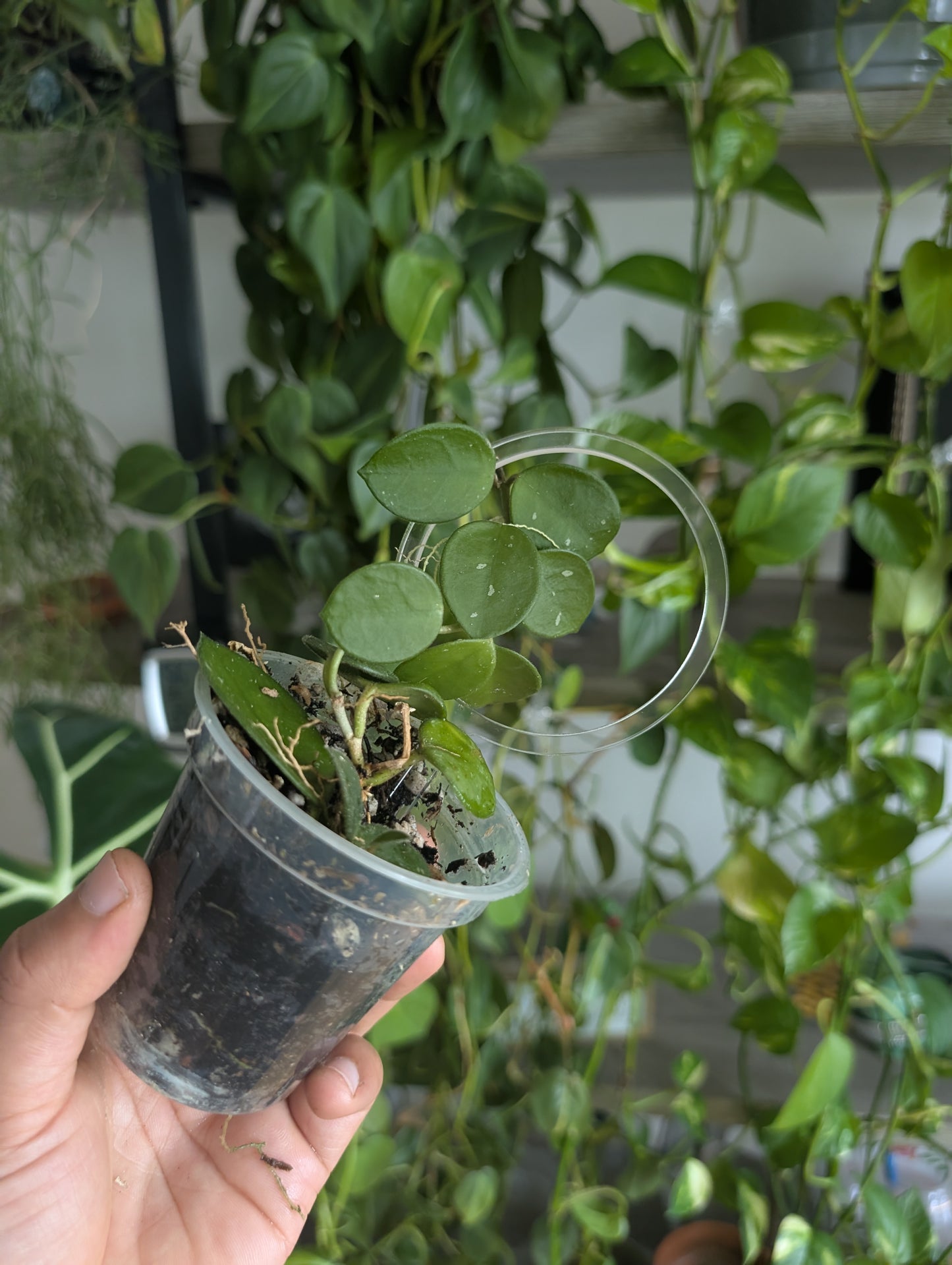 Starter Clear trellis with hoya