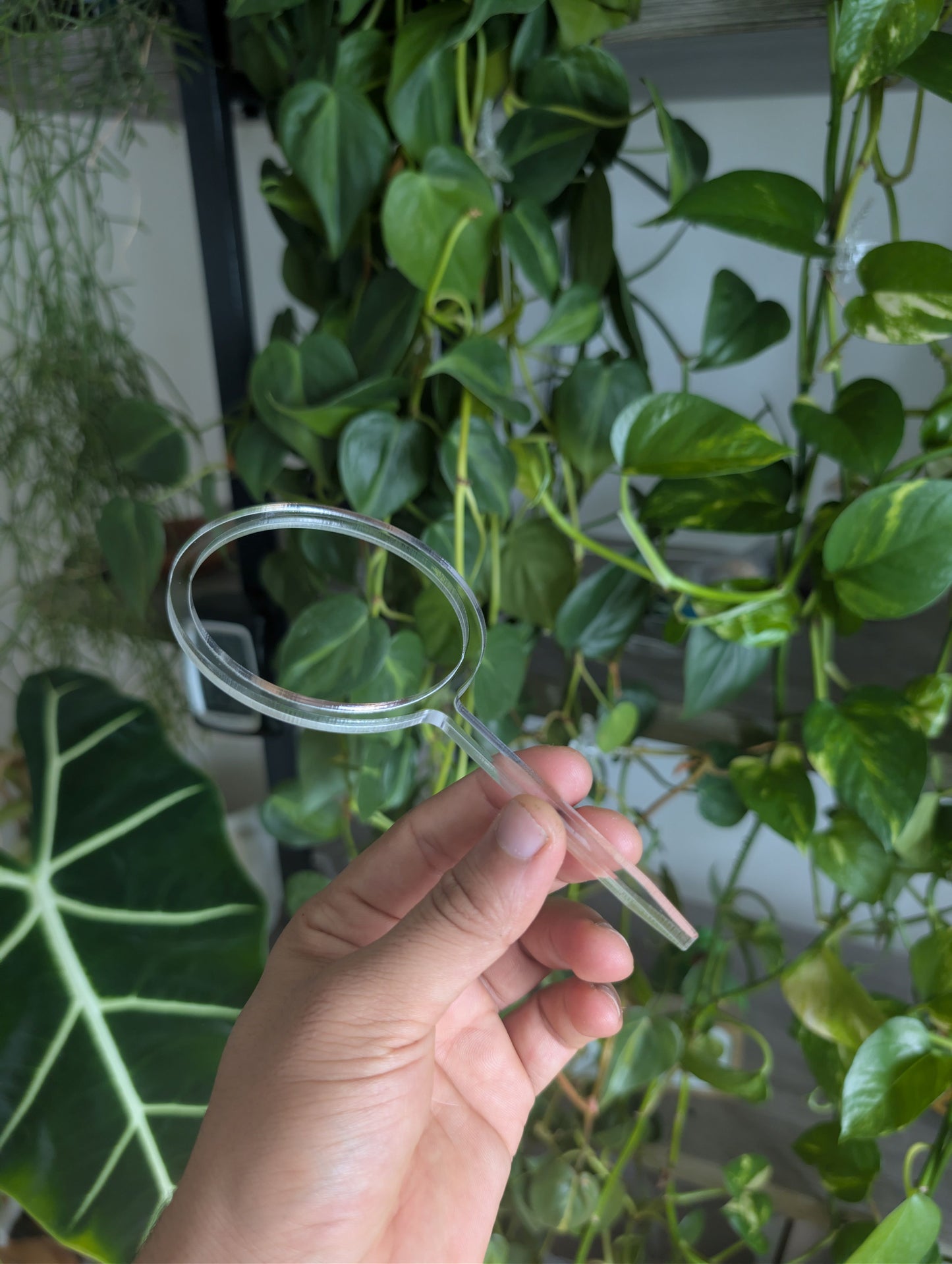 Starter Clear trellis small