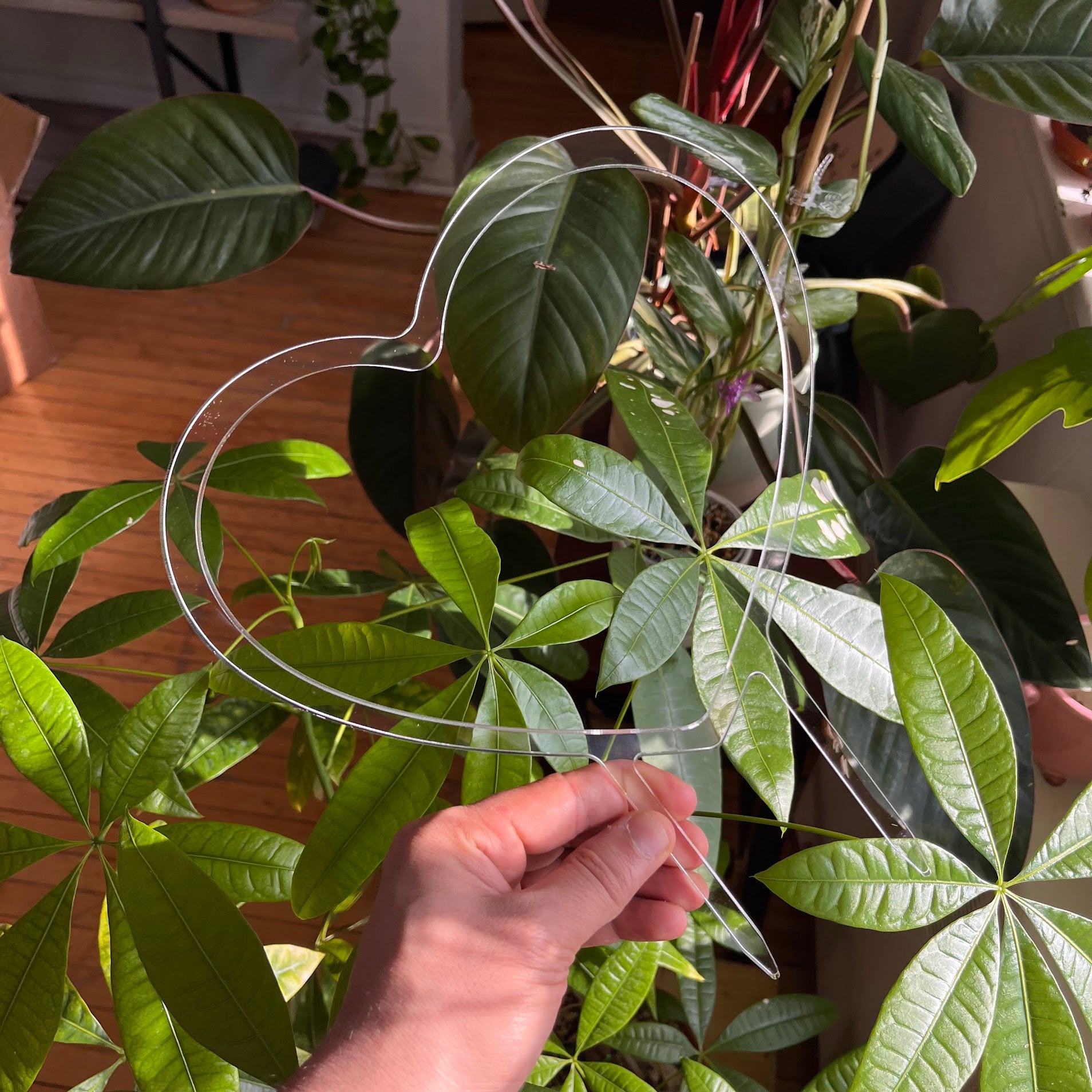 heart trellis for plants Heart-Shaped Super Clear Trellis for Hoya – Buy – Houseplant Essentials