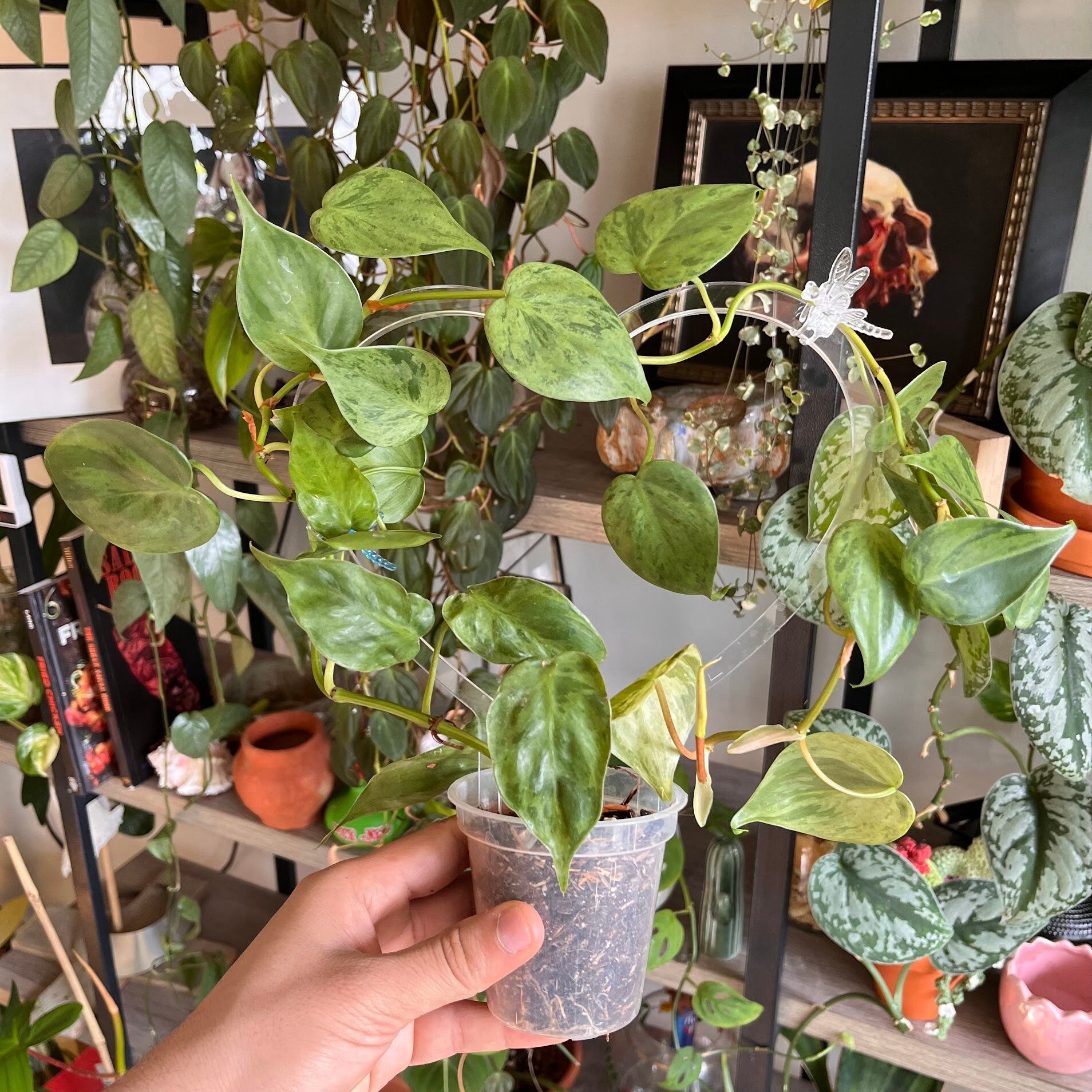 trellis for hoya plant Heart-Shaped Super Clear Trellis for Hoya – Buy – Houseplant Essentials