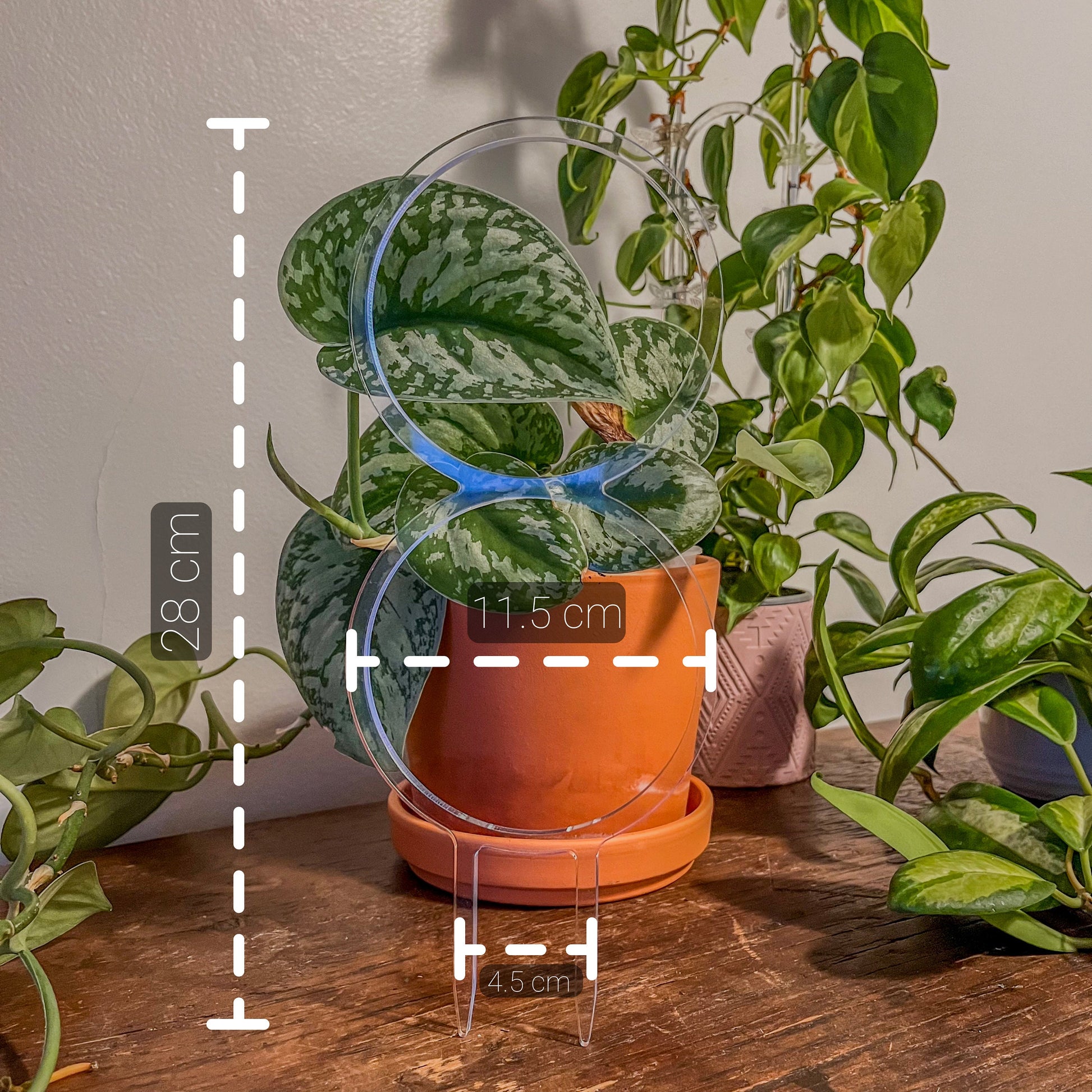 Double Hoop Super Clear Trellis , Hoya Trellis, Indoor Plant Trellis, Houseplant Trellis, Plant Gift, Plant Support and Growth
