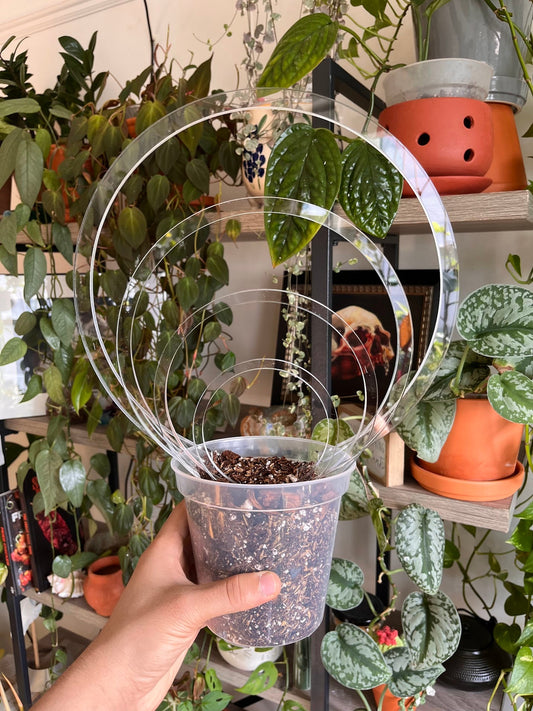 Circle Super Clear Trellis , Hoya Trellis, Indoor Plant Trellis, Houseplant Trellis, Plant Gift, Plant Support and Growth