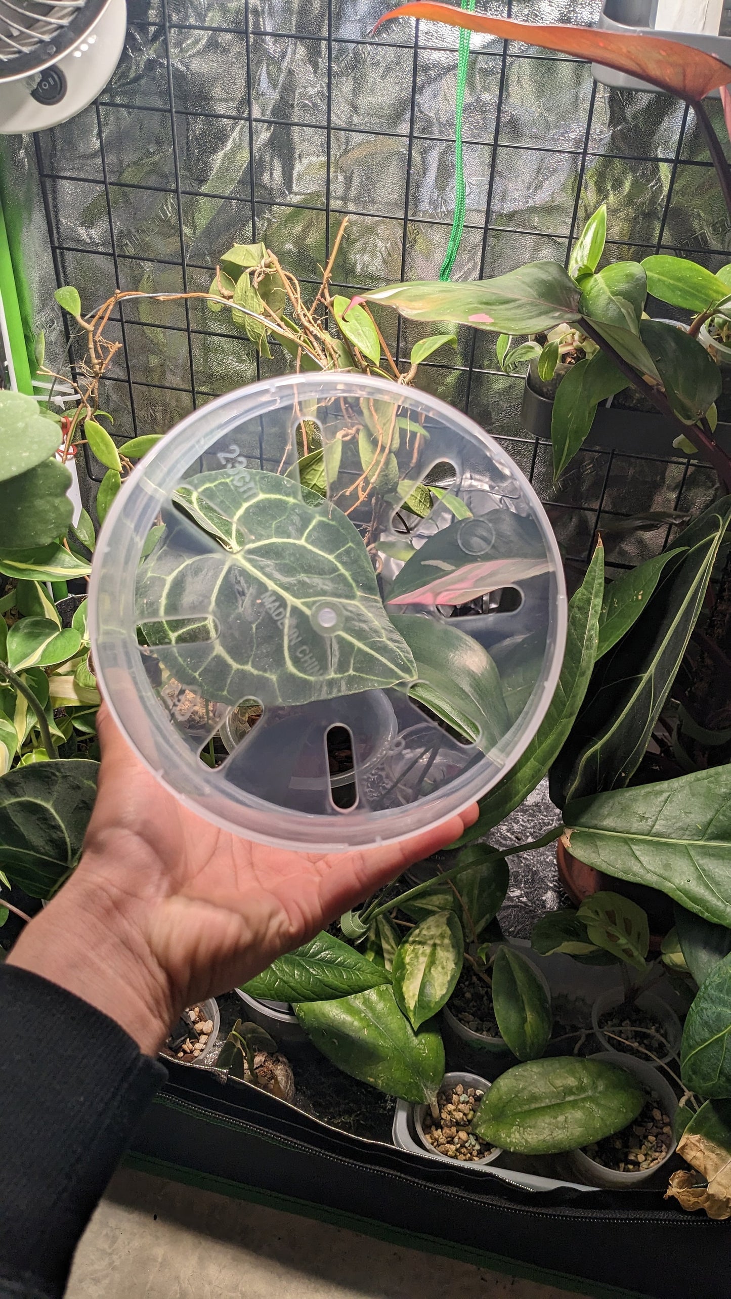 Clear Plastic Plant Pots five pack for ,Houseplants, Aroids, Hoyas, Monstera 8 Inch/20 CM, 9 Inch/22.86