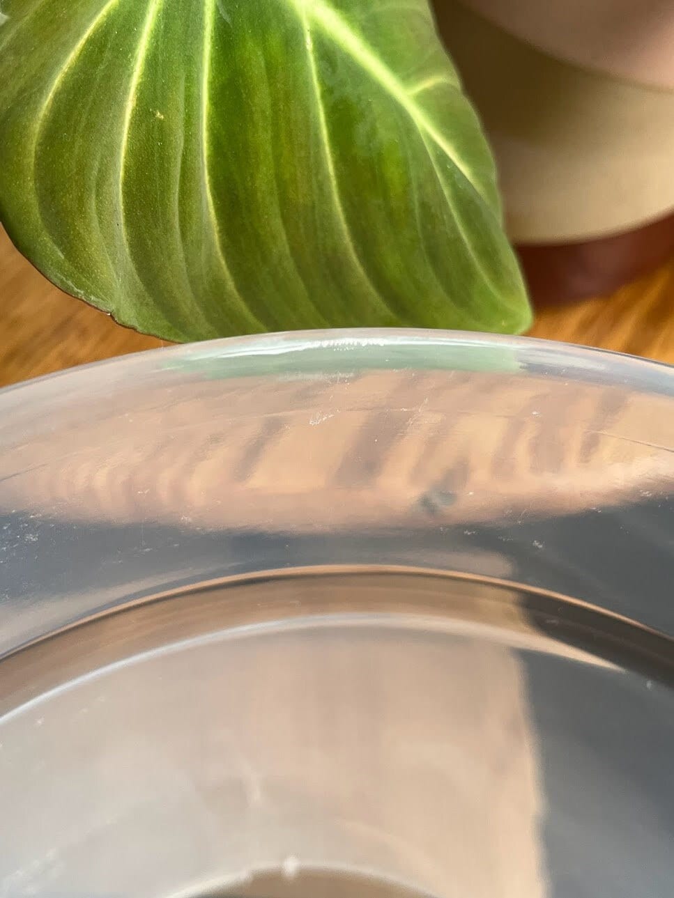 Clear Plastic Plant Pots five pack for ,Houseplants, Aroids, Hoyas, Monstera 8 Inch/20 CM, 9 Inch/22.86
