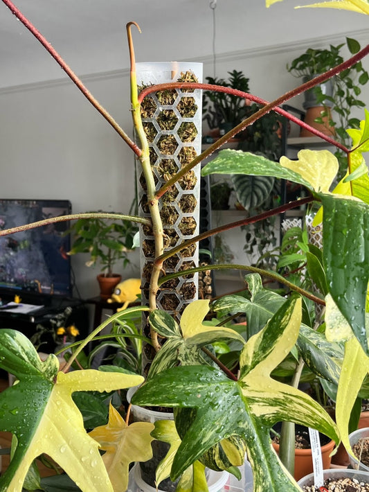 Moss Pole D shaped Stackable Multiple Sizes