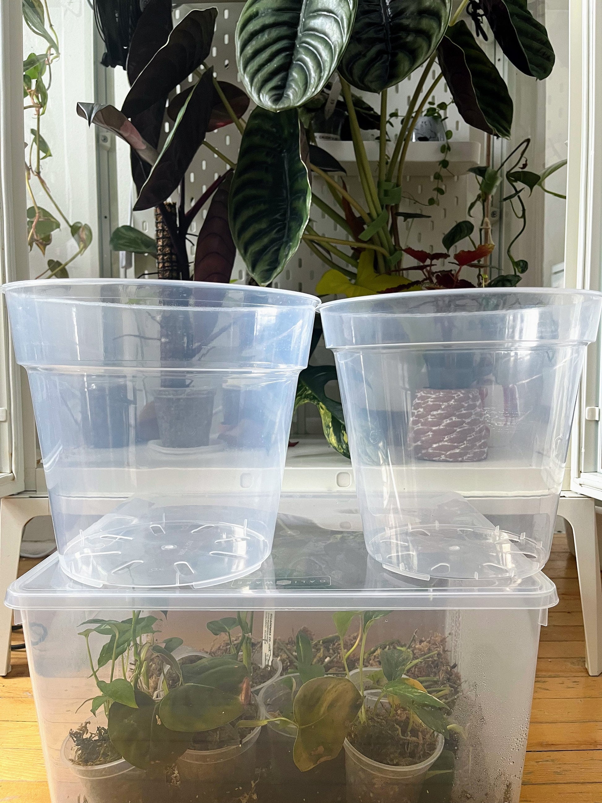 Clear Plastic Plant Pots five pack for ,Houseplants, Aroids, Hoyas, Monstera 8 Inch/20 CM, 9 Inch/22.86