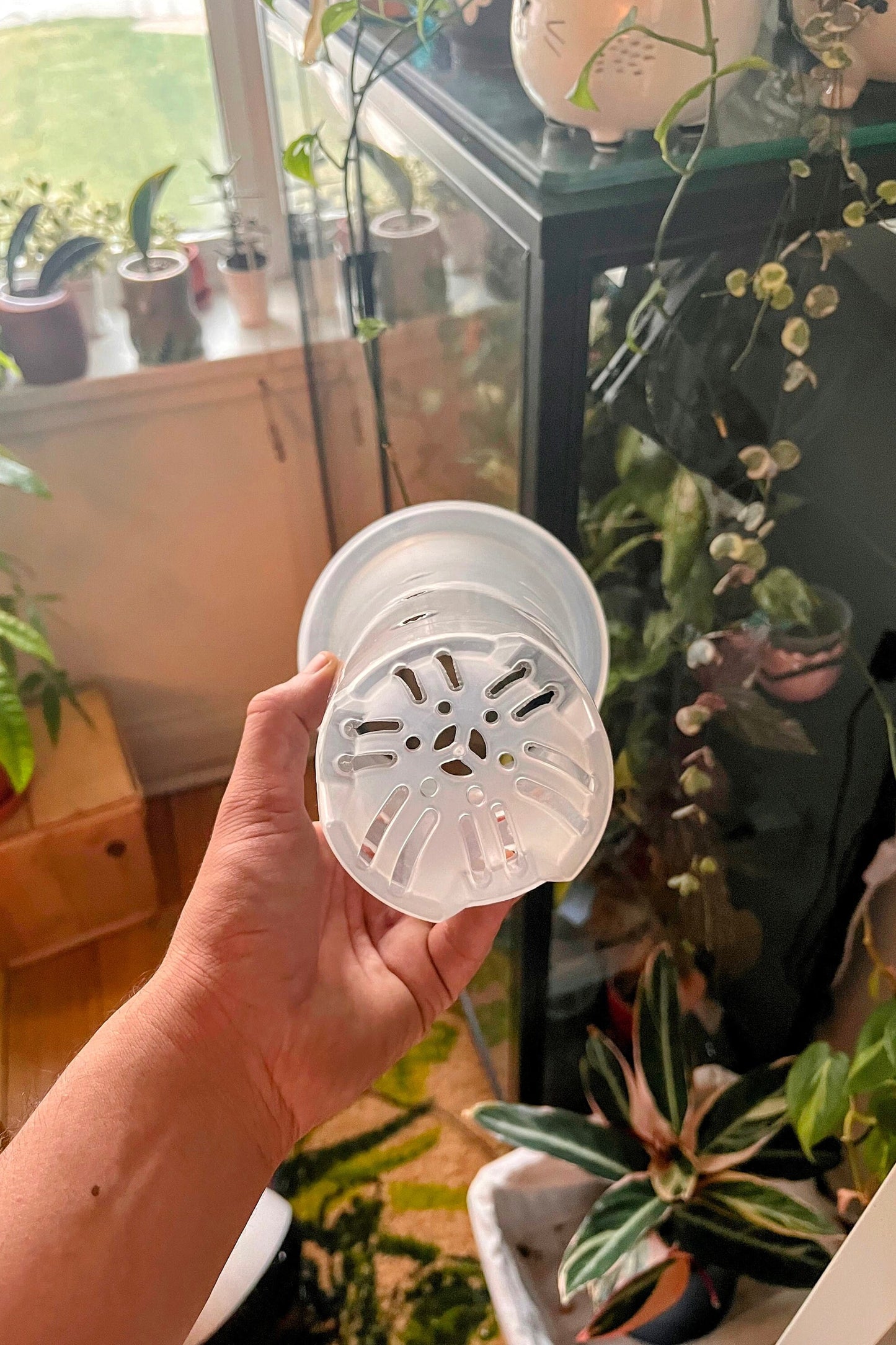 Clear Plastic Extra Tall Plant Pots 5 pack for ,Houseplants, Aroids, Hoyas, Monstera, Orchids